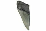 Partial Megalodon Tooth - South Carolina #248437-1
